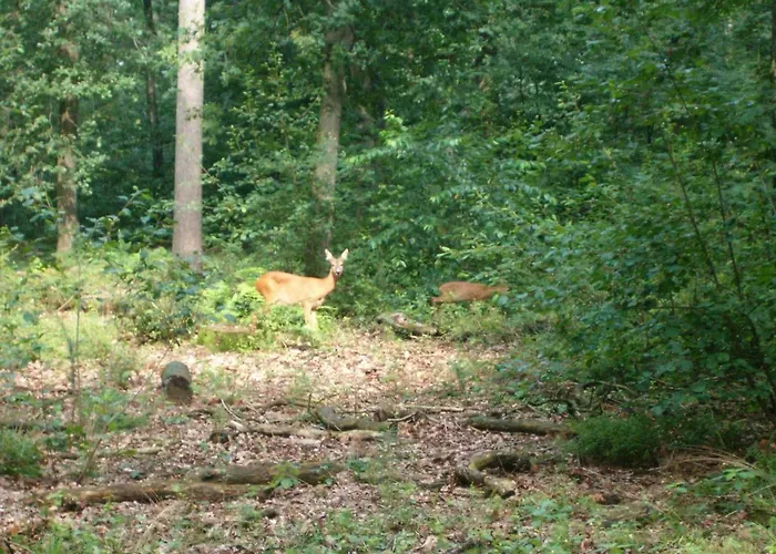 Dom wakacyjny 52 Horalaan Bennekom